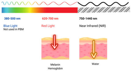 Red and near-infrared optical absorption depth in dermal layers
